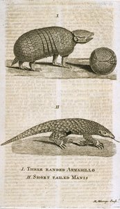 Three Banded Armadillo and Short Tailed Manis, from 